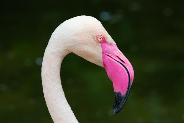 Nahaufnahmeporträt eines größeren Flamingos