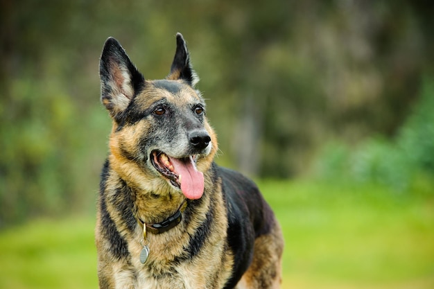 Nahaufnahmeporträt eines Hundes