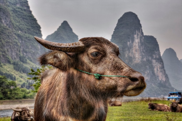 Nahaufnahmeporträt eines roten Stiers, der auf einer Weide durch den Fluss Lijiang, in der landwirtschaftlichen Region des Südwestens Chinas nahe der Stadt Guilin und Yangshuo, Provinz Guangxi weidet.