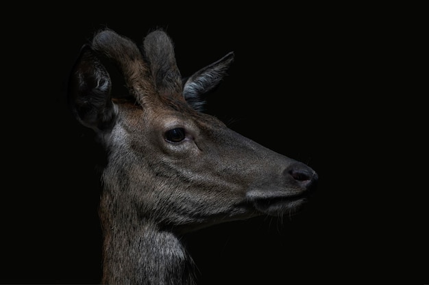 Nahaufnahmeporträt eines schönen jungen männlichen Rothirsches (Cervus elaphus). Isolierter schwarzer Hintergrund