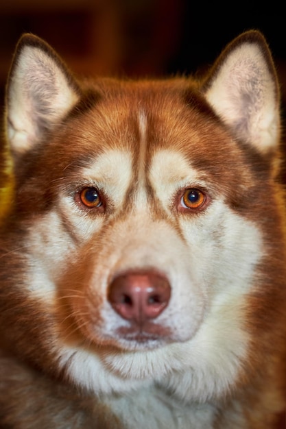 Nahaufnahmeporträt eines schönen roten Husky-Hundes Süßer Husky-Hund schaut auf die Kamera