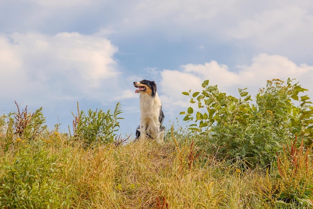 Nahaufnahmeporträt eines schönen schwarzen Hundes in der Natur