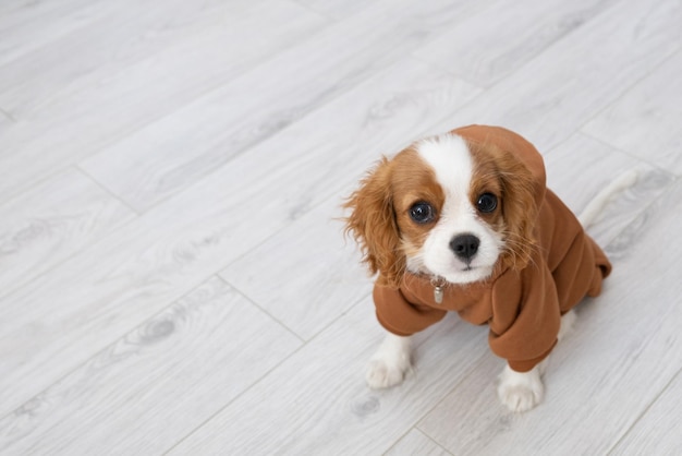 Nahaufnahmeporträt eines süßen Welpen, der einen braunen Hoodie trägt Herbst- und Winterkleidung für Haustiere Cavalier King Charles Spaniel Blenheim