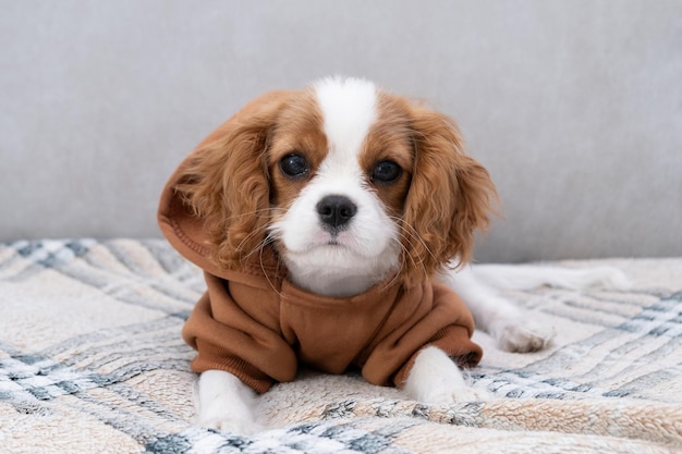 Nahaufnahmeporträt eines süßen Welpen, der einen braunen Hoodie trägt Herbst- und Winterkleidung für Haustiere Cavalier King Charles Spaniel Blenheim