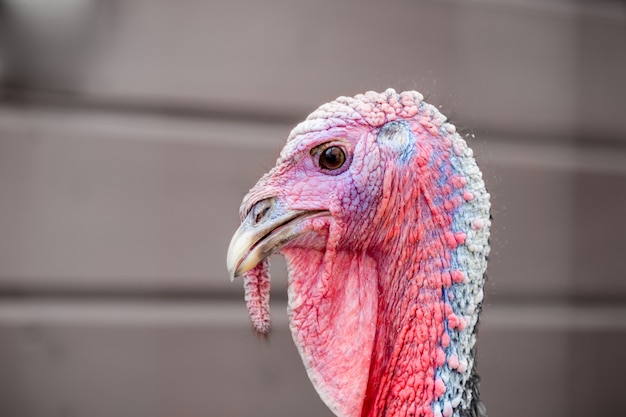 Nahaufnahmeporträt eines Truthahnvogelkopfes