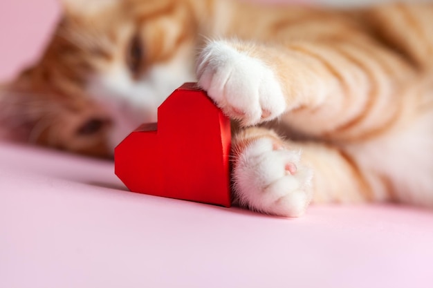 Nahaufnahmeporträt von Katzenpfoten, die rotes Papierherz auf rosa Hintergrund halten Grußkarte zum Valentinstag Konzept hilft obdachlosen Tieren