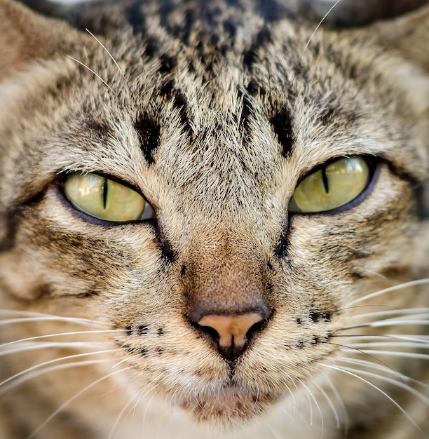 Foto nahaufnahmeporträt von thailändischen katzenbernstein- mustern