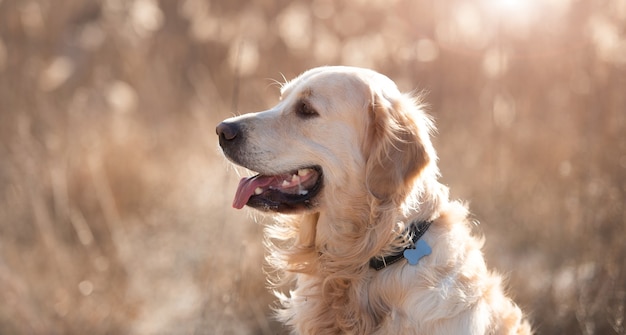 Nahaufnahmeportrait des Golden Retriever-Hundes, der im zeitigen Frühjahr mit unscharfem Hinterg...