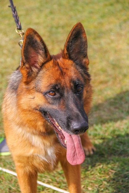 Foto nahaufnahmeportrait des schäferhundes dog