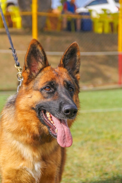 Foto nahaufnahmeportrait des schäferhundes dog