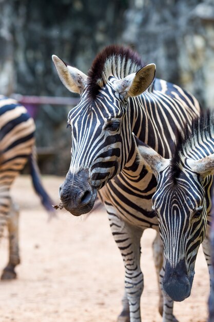 Nahaufnahmeportrait des Zebras