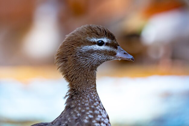 Nahaufnahmeportrait einer Ente in einer Farm