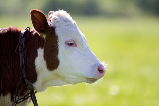 Nahaufnahmeprofilporträt des weißen und braunen Kalbs mit Kette am Hals auf gelbem verschwommenem Gras. Konzept für Tierschutz, Viehzucht, Zucht, Milch- und Fleischproduktion.