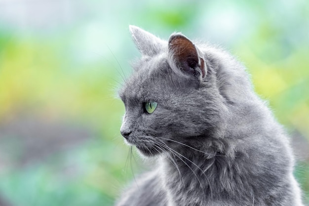 Nahaufnahmeprofilporträt einer grauen Katze auf einem unscharfen Hintergrund