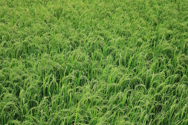 Foto nahaufnahmereis im feld