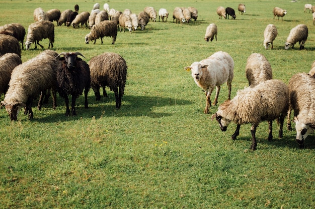 Nahaufnahmeschafe, die gras auf weide essen