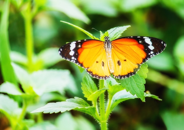 Nahaufnahmeschmetterling auf Blume