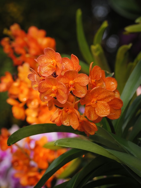 Nahaufnahmeschußblumenstrauß einer flachen Schärfentiefe des ausgewählten Fokus der frischen und natürlichen bunten tropischen Orchidee