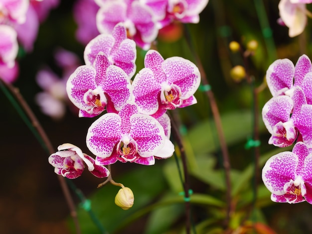 Nahaufnahmeschußblumenstrauß einer flachen Schärfentiefe des ausgewählten Fokus der frischen und natürlichen bunten tropischen Orchidee