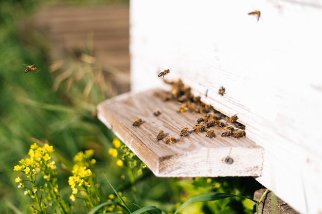 Nahaufnahmeschwarm von Honigbienen, die Pollen zum Bienenstock tragen, an hellen sonnigen Sommertagen im Bienenhaus Bienenschwarm fliegt in den Bienenstock, sammelt Pollen zu Honig Nahaufnahme Konzept der Bienenlandwirtschaft