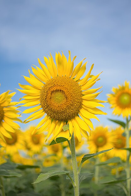 Nahaufnahmesonnenblume auf einem Gebiet von Sonnenblumen