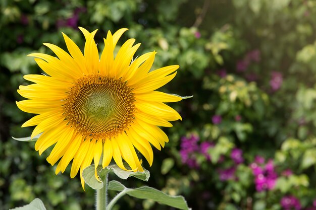 Nahaufnahmesonnenblume im Garten