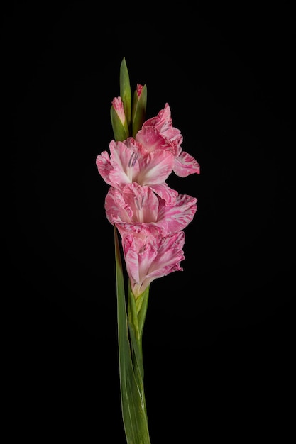 Nahaufsicht schöne rosa Gladiolen