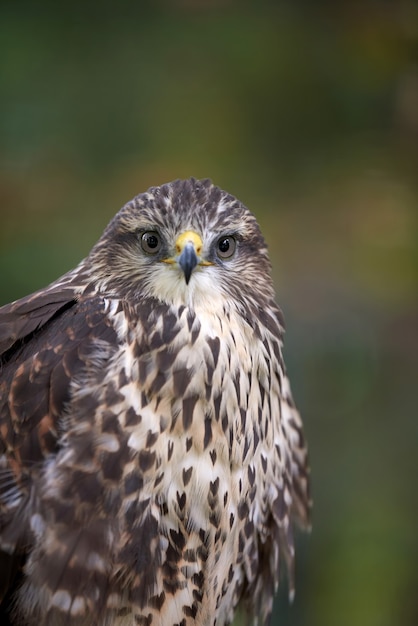 Nahe Adler auf Ast im Wald