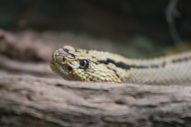 Nahe hohe Ansicht der Klapperschlange (Crotalus)