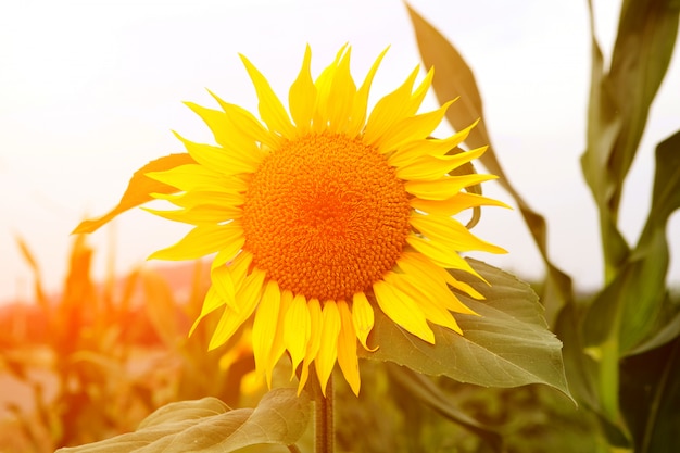 Nahe schöne Sonnenblume mit einem hellen Gelb