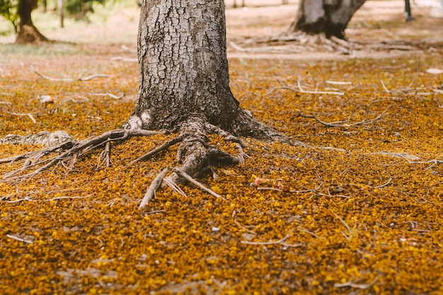 Naher selektiver Fokus Herbst Hintergrund eines farbenfrohen Waldes mit großen Wurzeln im Boden und Blättern, die im Boden liegen Farbblatt