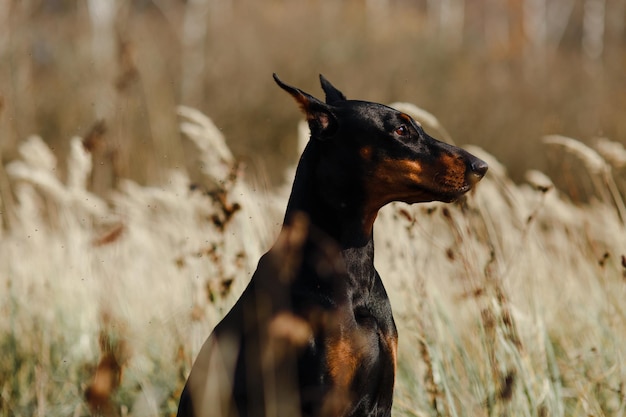 Nahporträt eines schönen Schwarzen mit brauner Hunderasse Dobermann im Feld