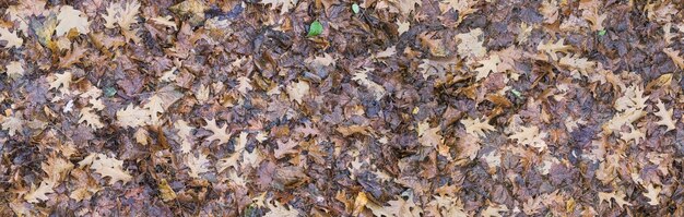 nahtlose Textur aus nasser gefallener Eiche und Herbstblättern