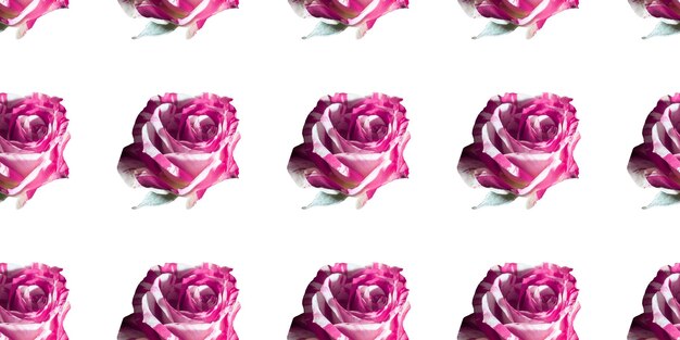 Nahtloser Hintergrund des rosa Rosen-Aquarellmusters mit