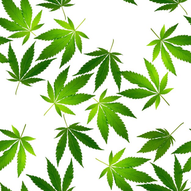 Nahtloses Muster aus frischen grünen zerrissenen Cannabisblättern isoliert auf weißem Hintergrund