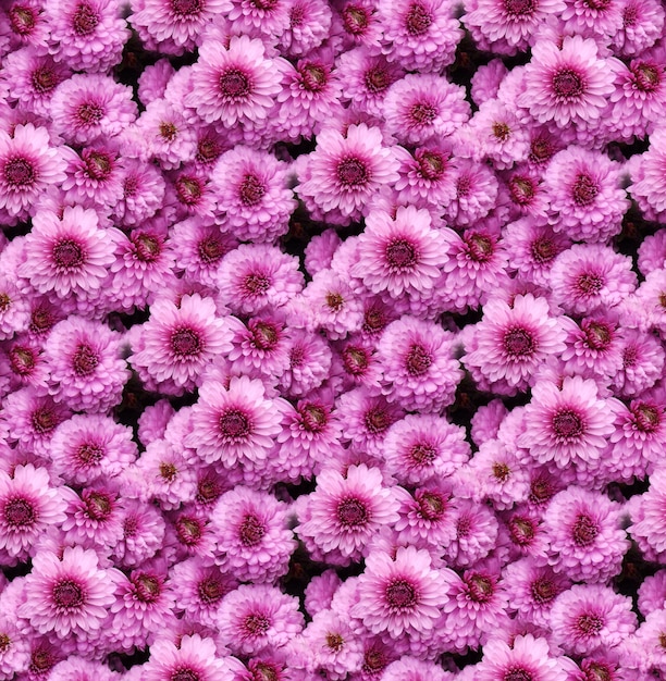 Nahtloses Muster mit rosa Chrysanthemenblumen