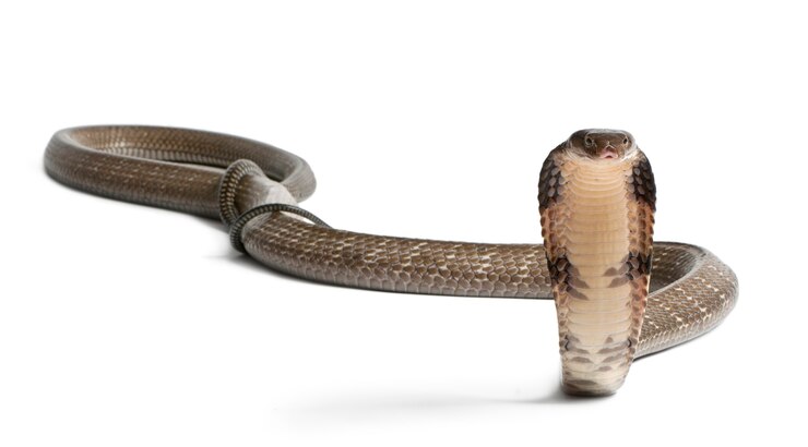 Foto naja-real - ophiophagus hannah, venenoso, fundo branco