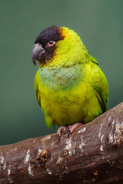 Nanday conure