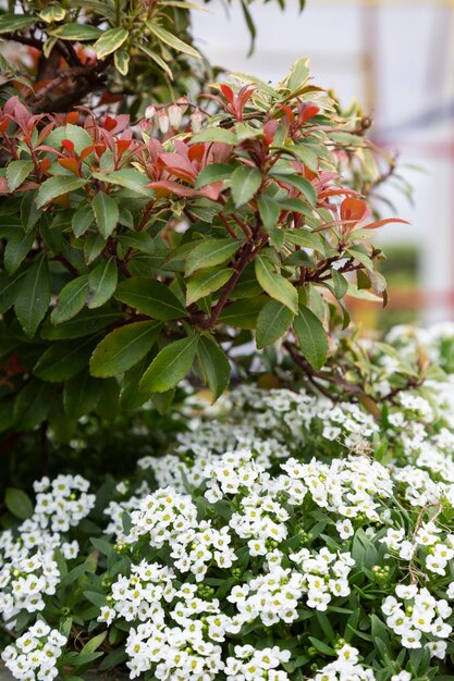 Nandina es un género monotípico de plantas con flores perteneciente a la familia de hermosos arbustos de cobertura de hoja perenne.