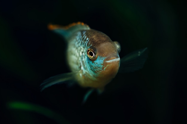 Nannacara Azul acuario peces algas Cichlids.