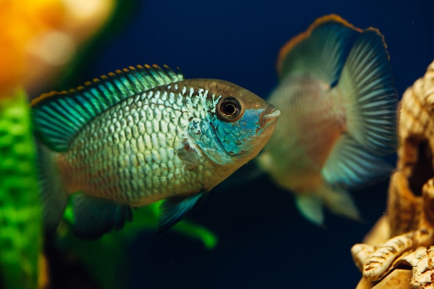 Nannacara Dos peces azules en el acuario el uno del otro