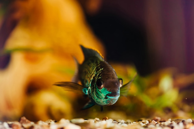 Nannacara. O peixe azul flutua em um close-up do aquário em casa.