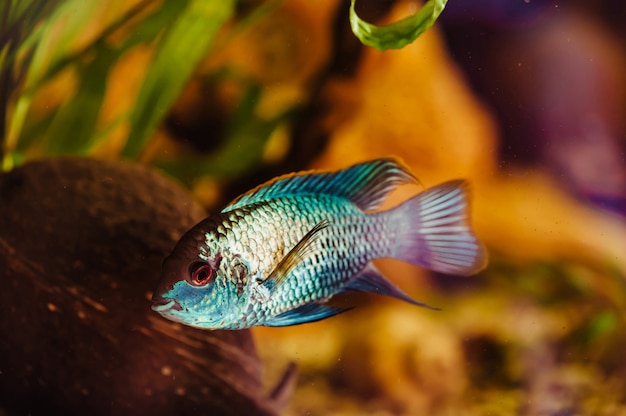 Nannacara. O peixe azul flutua em um close-up do aquário em casa.