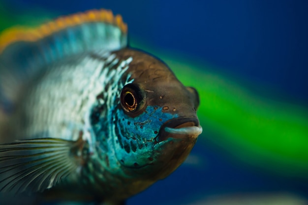 Nannacara Peces de acuario azul sobre algas. Cíclidos.