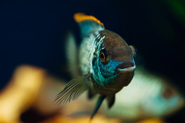 Nannacara. Peixe azul no aquário. Cerâmica. Amarelo.