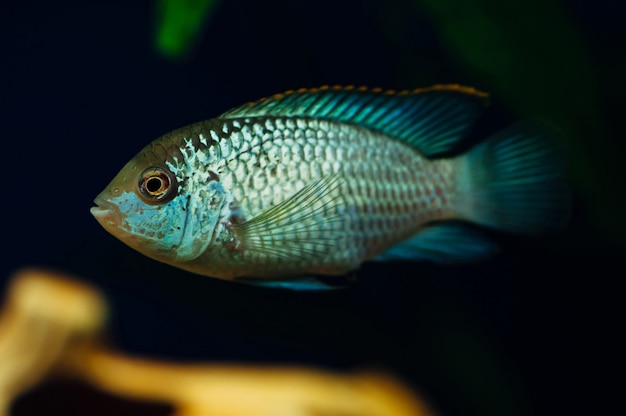 Nannacara Pescado azul