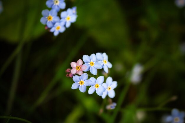 Não me esqueça de pequenas flores azuis com uma rosa destacando-se em fundo escuro e desfocado