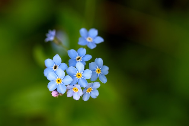 Não me esqueças, pequenas flores azuis na floresta