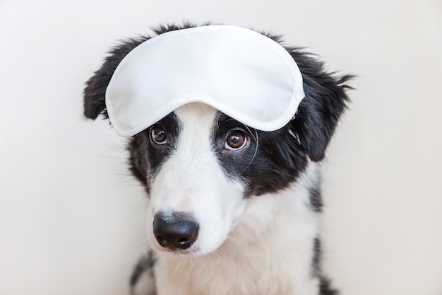 Não me perturbe, deixe-me dormir. engraçado fofo cachorrinho sorridente cão border collie com máscara para dormir isolada no fundo branco. descanse, boa noite, sesta, insônia, relaxamento, cansaço, conceito de viagem.