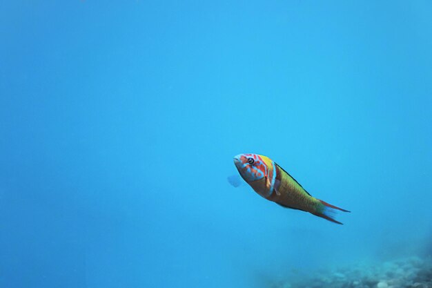 Napoleón adornado (Thalassoma Pavo) Peces de colores bajo el agua